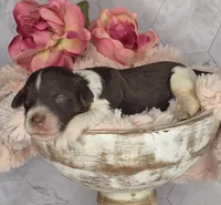 Hershey, a male Springer Doodle for sale in Fargo, ND – Photo 1 of 10