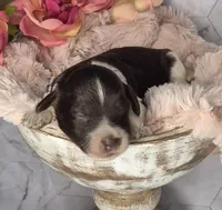 Hershey, a male Springer Doodle for sale in Fargo, ND – Photo 2 of 10