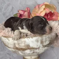 Hershey, a male Springer Doodle for sale in Fargo, ND – Photo 3 of 10