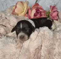 Hershey, a male Springer Doodle for sale in Fargo, ND – Photo 5 of 10
