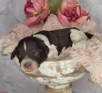 Hershey, a male Springer Doodle for sale in Fargo, ND – Photo 7 of 10