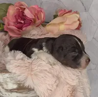 Hershey, a male Springer Doodle for sale in Fargo, ND – Photo 8 of 10