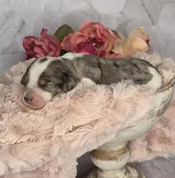 Oreo, a male Springer Doodle for sale in Fargo, ND – Photo 6 of 10