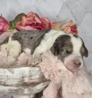 Oreo, a male Springer Doodle for sale in Fargo, ND – Photo 8 of 10