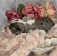 Oreo, a male Springer Doodle for sale in Fargo, ND – Photo 4 of 10