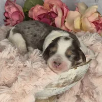 Oreo, a male Springer Doodle for sale in Fargo, ND – Photo 2 of 10