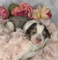 Oreo, a male Springer Doodle for sale in Fargo, ND – Photo 7 of 10