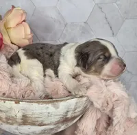 Oreo, a male Springer Doodle for sale in Fargo, ND – Photo 9 of 10