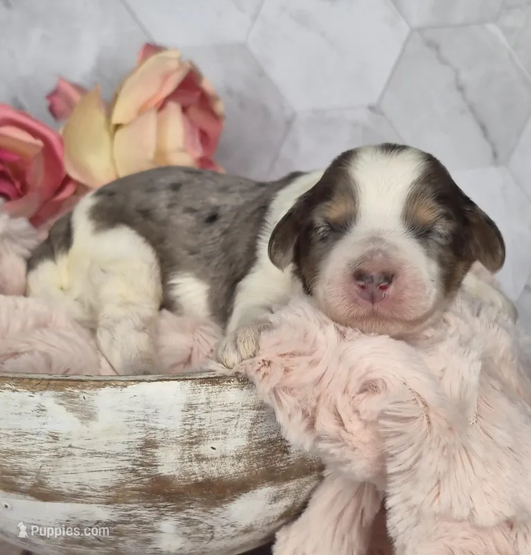 Oreo – Springer Doodle puppy for sale in Fargo, ND