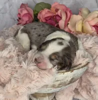 Oreo, a male Springer Doodle for sale in Fargo, ND – Photo 10 of 10