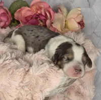 Oreo, a male Springer Doodle for sale in Fargo, ND – Photo 3 of 10