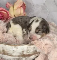 Oreo, a male Springer Doodle for sale in Fargo, ND – Photo 5 of 10