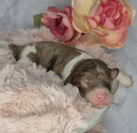 Brownie, a male Springer Doodle for sale in Fargo, ND – Photo 10 of 10