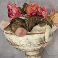 Brownie, a male Springer Doodle for sale in Fargo, ND – Photo 8 of 10