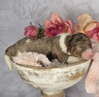 Brownie, a male Springer Doodle for sale in Fargo, ND – Photo 9 of 10