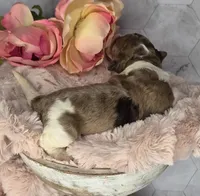 Brownie, a male Springer Doodle for sale in Fargo, ND – Photo 4 of 10