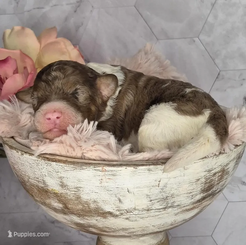 Brownie – Springer Doodle puppy for sale in Fargo, ND