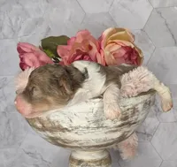 Brownie, a male Springer Doodle for sale in Fargo, ND – Photo 6 of 10