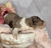 Brownie, a male Springer Doodle for sale in Fargo, ND – Photo 5 of 10