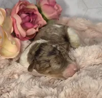 Brownie, a male Springer Doodle for sale in Fargo, ND – Photo 3 of 10