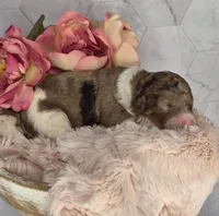 Brownie, a male Springer Doodle for sale in Fargo, ND – Photo 7 of 10