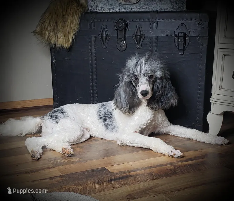 Marshall – Poodle - Standard  puppy for sale in Fargo, ND
