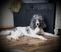 Marshall, a male Poodle - Standard  for sale in Fargo, ND – Photo 1 of 6