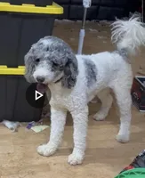 Marshall, a male Poodle - Standard  for sale in Fargo, ND – Photo 3 of 6