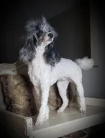 Marshall, a male Poodle - Standard  for sale in Fargo, ND – Photo 6 of 6