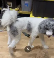 Marshall, a male Poodle - Standard  for sale in Fargo, ND – Photo 4 of 6