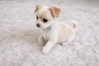 Bella, a female Chihuahua for sale in Dallas, TX – Photo 3 of 8