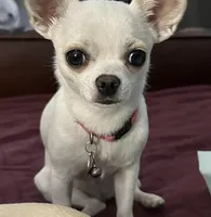 Bella, a female Chihuahua for sale in Dallas, TX – Photo 6 of 8