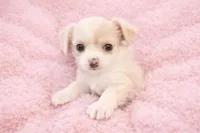 Bella, a female Chihuahua for sale in Dallas, TX – Photo 2 of 8