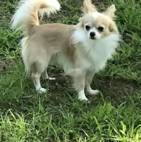 Bella, a female Chihuahua for sale in Dallas, TX – Photo 8 of 8