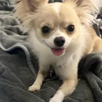 Bella, a female Chihuahua for sale in Dallas, TX – Photo 7 of 8