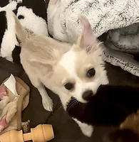 Bella, a female Chihuahua for sale in Dallas, TX – Photo 1 of 8