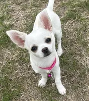 Bella, a female Chihuahua for sale in Dallas, TX – Photo 5 of 8