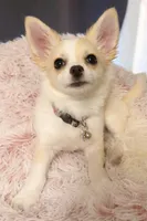 Bella, a female Chihuahua for sale in Dallas, TX – Photo 7 of 7