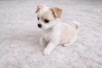 Bella, a female Chihuahua for sale in Dallas, TX – Photo 5 of 7