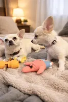 Bella, a female Chihuahua for sale in Dallas, TX – Photo 3 of 7