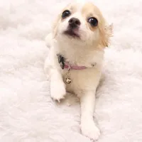 Bella, a female Chihuahua for sale in Dallas, TX – Photo 2 of 7