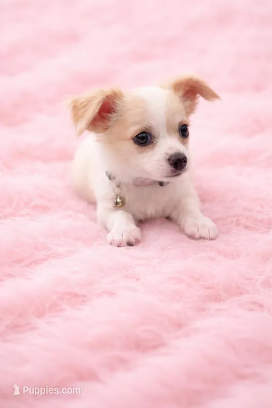 Bella – Chihuahua puppy for sale in Dallas, TX