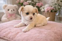 Bella, a female Chihuahua for sale in Dallas, TX – Photo 4 of 7