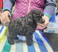 AkC boy, a male Poodle - Toy  for sale in Muncie, IN – Photo 2 of 5