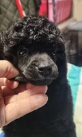 AkC boy, a male Poodle - Toy  for sale in Muncie, IN – Photo 1 of 5
