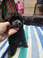 AkC boy, a male Poodle - Toy  for sale in Muncie, IN – Photo 4 of 5