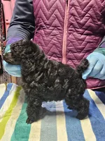 AkC boy, a male Poodle - Toy  for sale in Muncie, IN – Photo 5 of 5