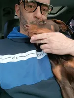 Bella The Red Princess Doberman, a female Doberman Pinscher for sale in Indianapolis, IN – Photo 2 of 2
