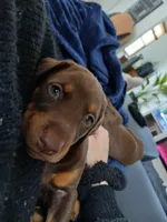 Bella The Red Princess Doberman, a female Doberman Pinscher for sale in Indianapolis, IN – Photo 1 of 2
