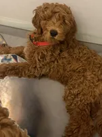 Mina, a female Goldendoodle for sale in York, SC – Photo 2 of 2